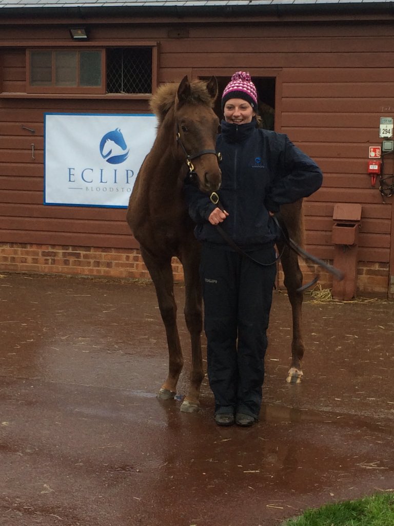 Eclipse_uk's tweet photo. Lot 792 by Camacho braving the weather @Tattersalls1766 https://t.co/SMQd71KoU0