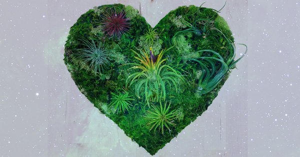 enviromob's tweet photo. RT @brainpicker: The magic of moss. attentiveness to life at all scales https://t.co/V5y4ZfbzzB https://t.co/A247OEMcih