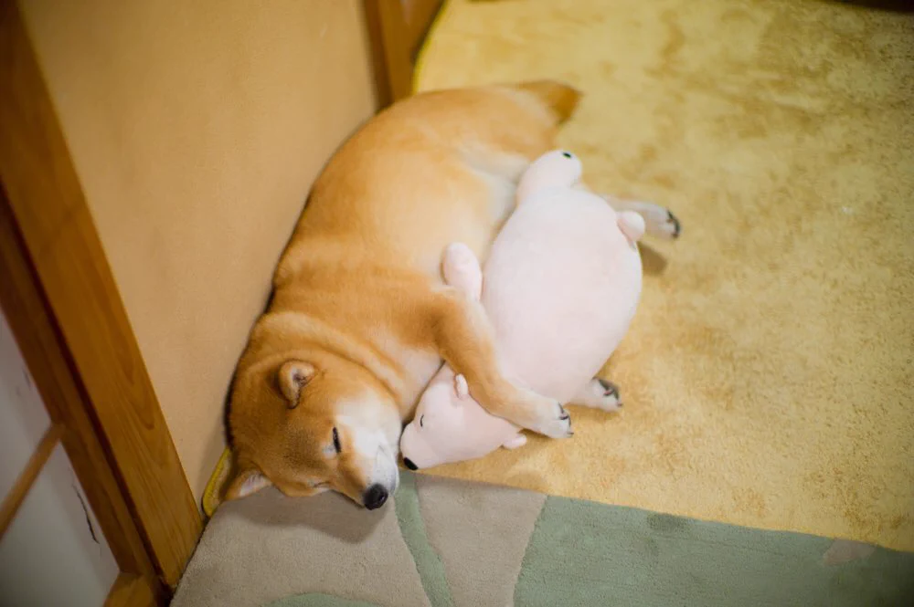 癒されたい人はフォローしよう！柴犬まるちゃん