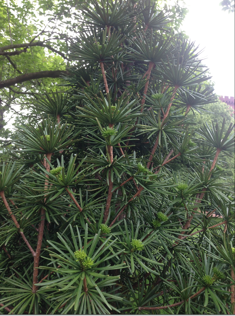 Farisakhalid On Twitter Sciadopitys Verticillata Green Star Farisakhalid On Twitter Sciadopitys Verticillata Green Star Anese Umbrella Pine At The Smithsonian Https T Co Fff1dse2ag