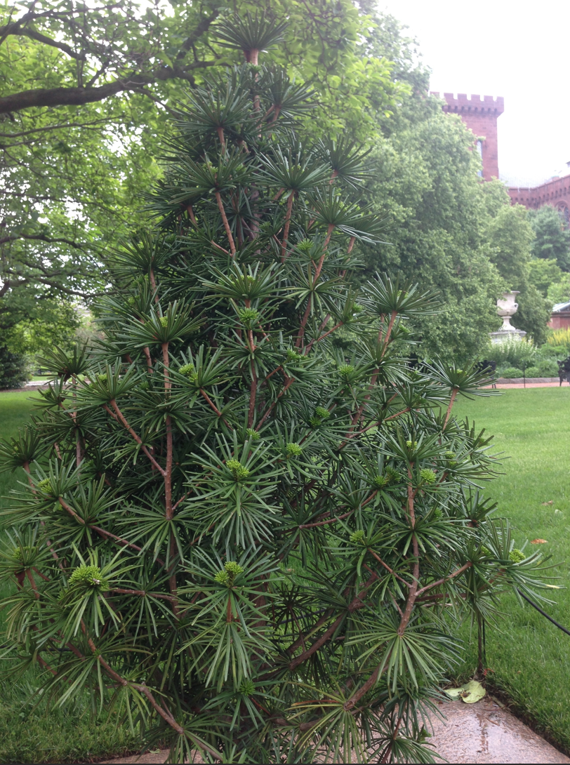 Farisakhalid On Twitter Sciadopitys Verticillata Green Star Farisakhalid On Twitter Sciadopitys Verticillata Green Star Anese Umbrella Pine At The Smithsonian Https T Co Fff1dse2ag