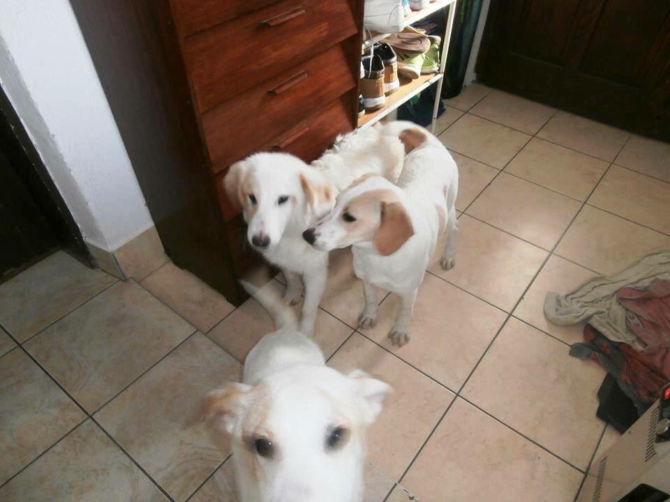 harleys hounds tweet media