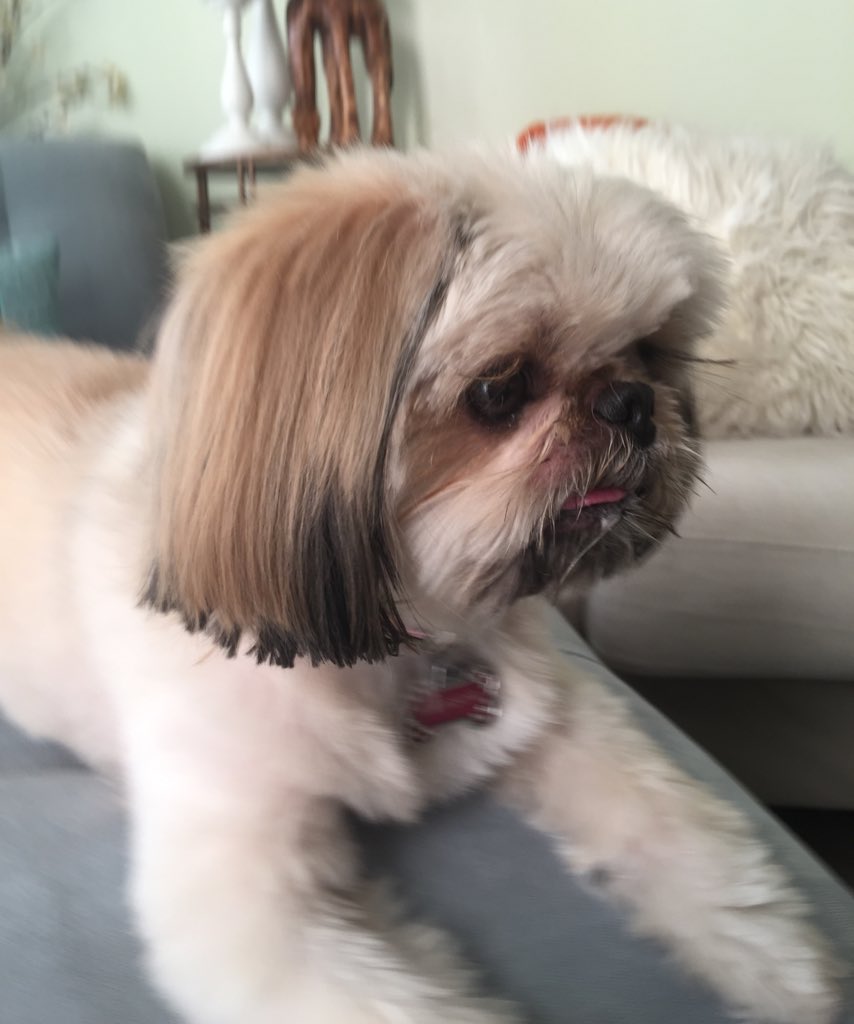 QuirkyPup tweet picture