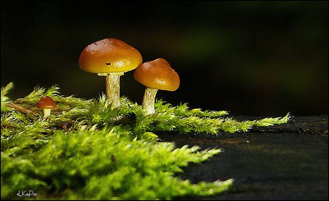 gervpellet's tweet photo. @treetaggr #species=spruce #disease=photoshop https://t.co/kDmgaPY6P7