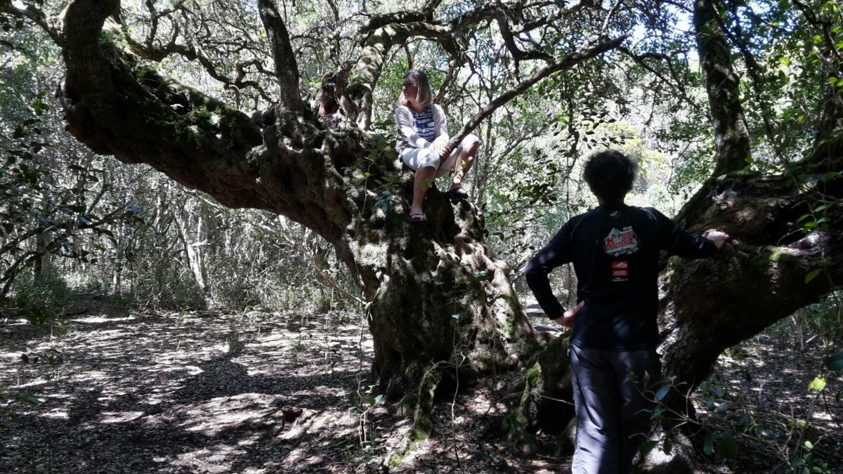 MarianOliver's tweet photo. Loved our Forest Therapy @PlatbosForest in the company of 1000+ yr-old White Milkwoods &amp; giant White Stinkwoods. https://t.co/5IujmfdxdH