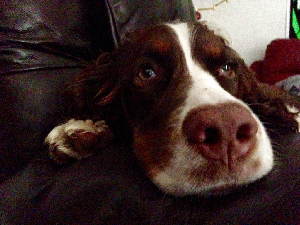 FitDogBlog's tweet image. This nose was made for kissing, and that's just what I'll do... #sniffer #dogsoftwitter