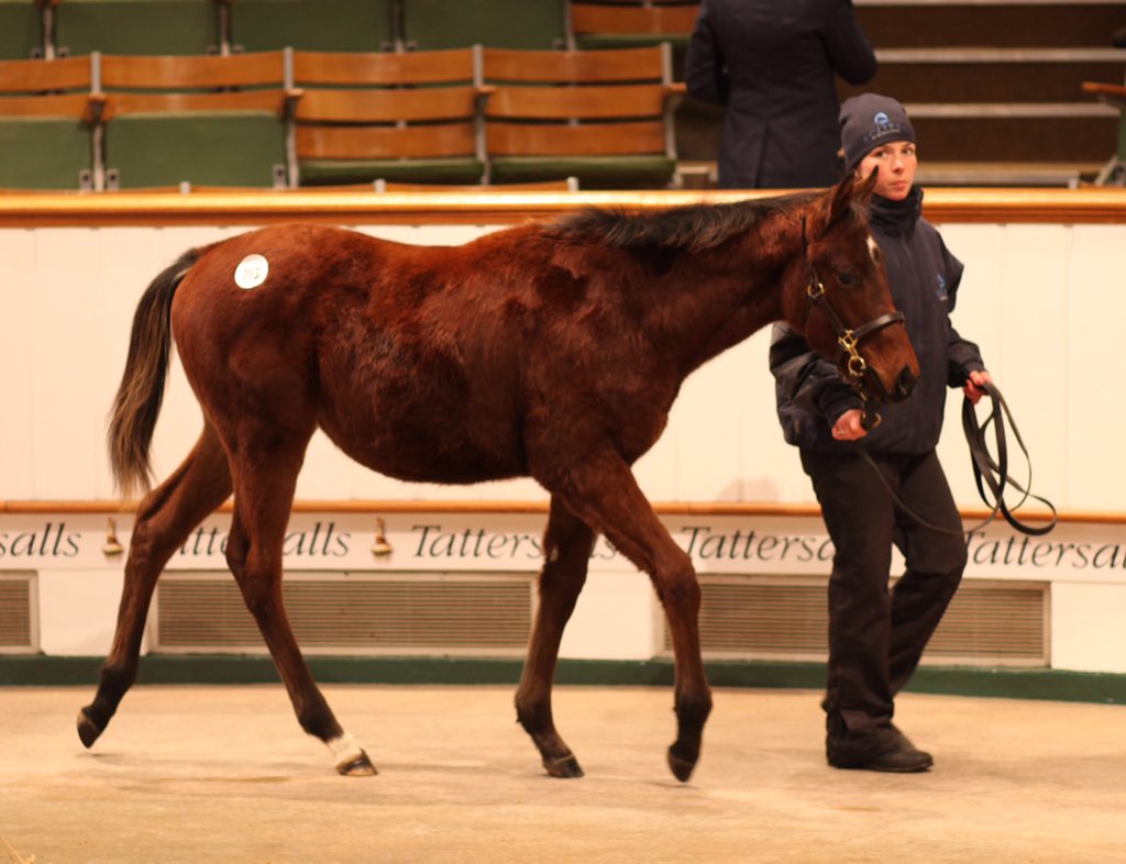 Eclipse_uk's tweet photo. Eclipse leads the way on day one of @Tattersalls1766 foal sales with Lot 293 a Mazameer colt that sold for 25,000gns https://t.co/iux8ipHBpV
