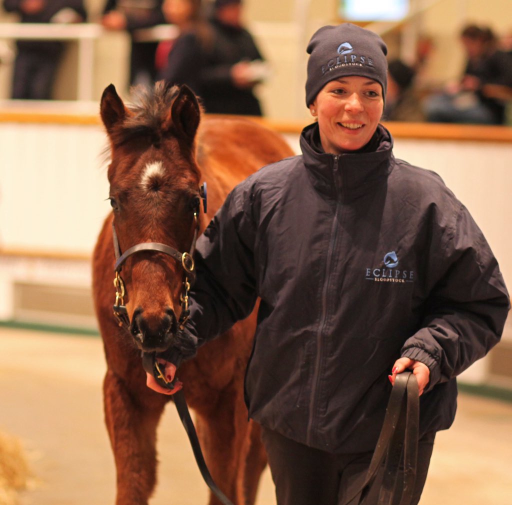 bloodstocknews's tweet photo. Lot 293 a colt by Mazameer from @Eclipse_uk sells for 25k @Tattersalls1766 to @Matthworth Howson Houldsworth https://t.co/Q8dXdXEvoq