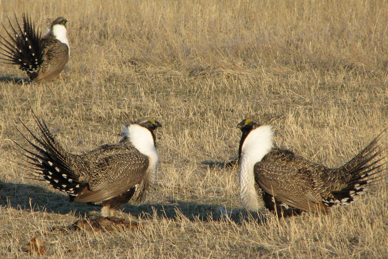 NRCS_MT's tweet photo. Teach your students about #sagegrouse with this #ActivityBooklet→ https://t.co/VgMzt7yEvt. #AgEducation https://t.co/4ZmQYmV3XR