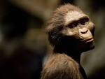 Rachel_soy's tweet photo. @iauraB Mire q celebrar los 47 años del descubrimiento de su paisana es un detallazo! #LucyAustralopithecus https://t.co/DGKv5V18cs