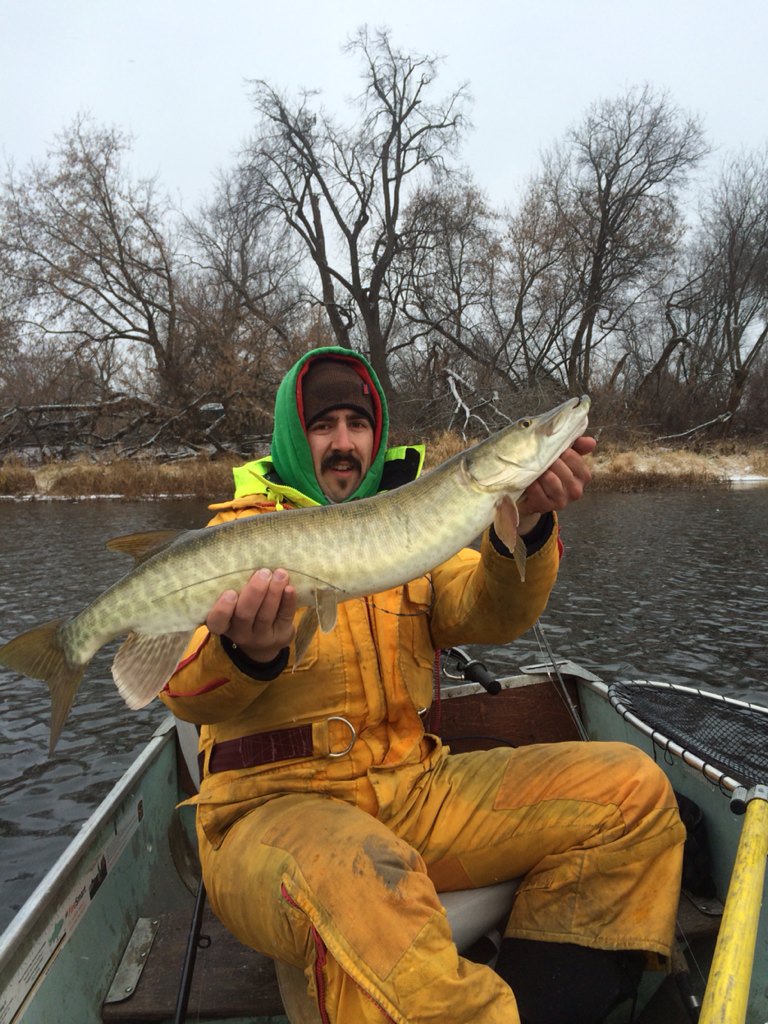 Musky_Pikey's tweet photo. @LisaOutdoors @SJC_fishy @CalebHasler and another healthy tagged fish from 2013 https://t.co/6udssr0df6