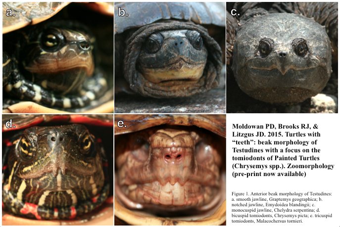 AlgonquinWRS's tweet photo. @ASIHCopeia @ssarherps Turtles with "teeth"!?! Beak and #tomiodont morphology in Testudines: https://t.co/YoX22BgtY2 https://t.co/Pcq4dcam5Q