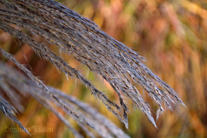 BWArtPhotog's tweet image. Garden sights.. #VisualTextures #Photography #Beauty #Color