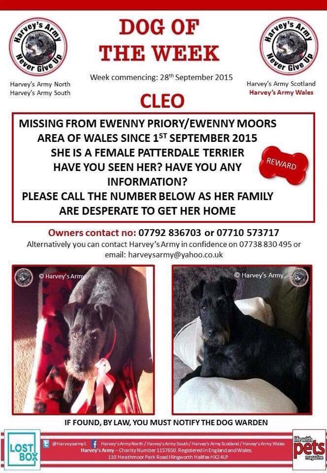 missingdogs155's tweet photo. @findcleo https://t.co/QvhlrH7LAi
