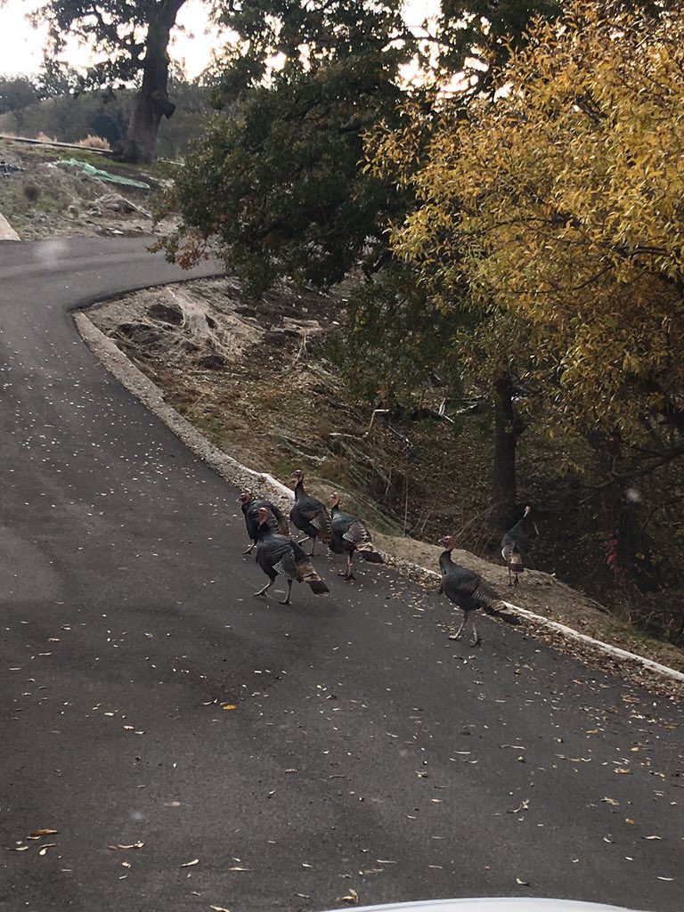 branndibee's tweet photo. Gotta find a better hiding spot than the driveway turkeys! You're a hot commodity. https://t.co/dmblVphoqt