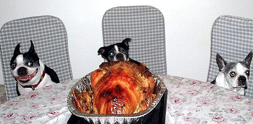Check Out 15 Dogs Who Made Thanksgiving “Special”! bit.ly/1jR3aEo