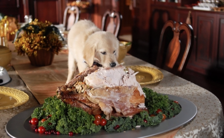 #Tips4YourPal: Keeping your best friend safe on Thanksgiving. #SacDogDays bit.ly/1MgxBLb