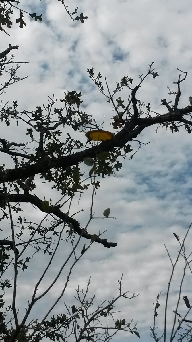 BogueLife's tweet photo. It Doesn't Matter Where You Land, All That Matters Is You Threw A Disc! #BogueLife #DiscGolf #JustGoThrow https://t.co/b05ah8U2Cc