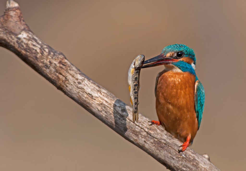 ❤️VALENTINA❤️ (@dosik563121) on Twitter photo 