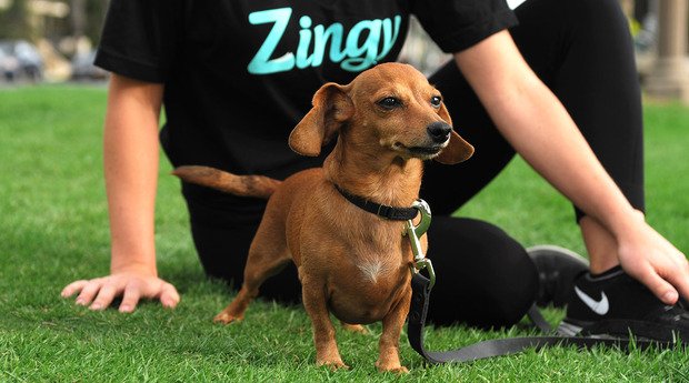 ZingyPet's tweet photo. @ZingyPet Dog Walkers: experts in tail-waggin'. #GettingZingyWithIt https://t.co/AzJJZEl0Lm
