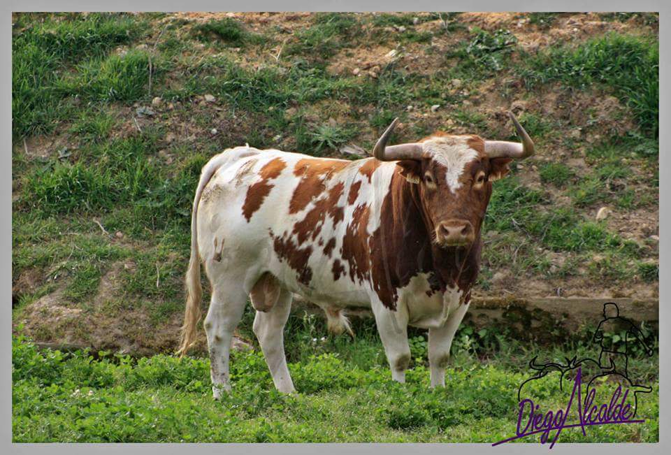 Echando de menos los preciosos Sanchez Cobaleda de Santa Maria <a href="/CastillejodeH/">Castillejo de Huebra</a> <a href="/Ehtoroeventos/">ehtoro.com</a>