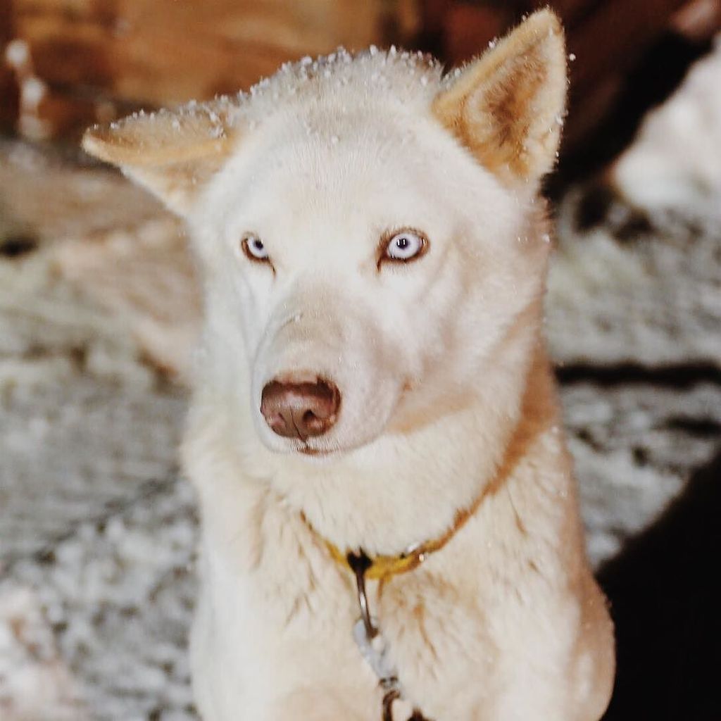 BucketListJrny's tweet photo. Hello from #Norway! I just went dog sledding for the first time with this cute pup. Have you ever done it?
#weexplo… https://t.co/qJ4ynLZ2sk