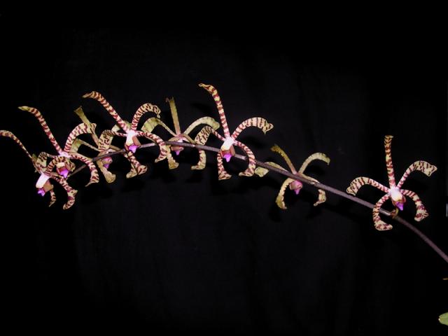 "<a href="/GNFI/">Good News From Indonesia</a>: Anggrek nan indah dari Indonesia ini konon pembawa sial : bit.ly/1LxSvnP "