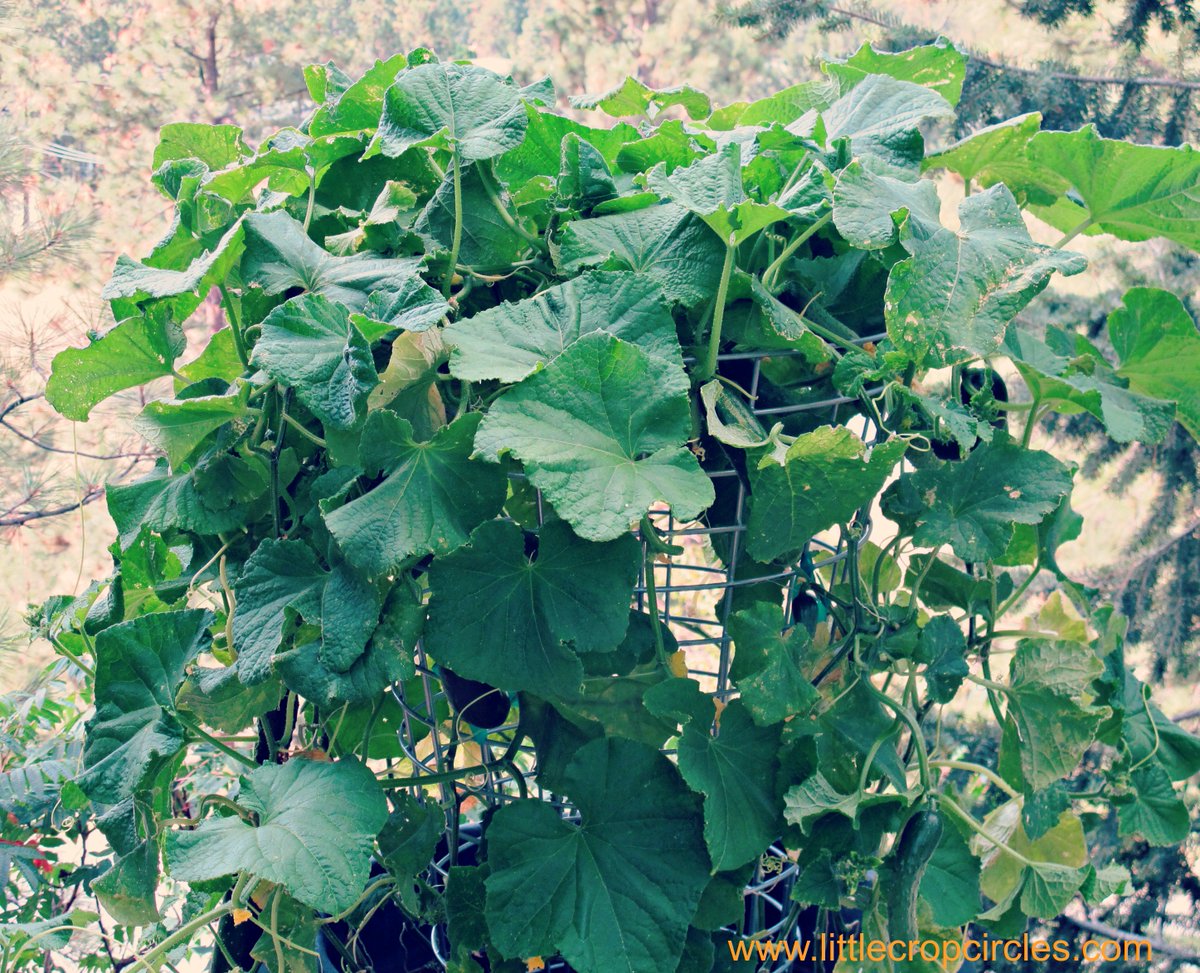 CropCircleFarms's tweet photo. Cucumbers growing in a Little Crop Circle. #cucumbers #gardening #containerplanter #disruptiveinnovation https://t.co/JOGE6FhuFe
