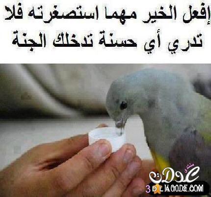 bashsr_algbory's tweet photo. https://t.co/oD4qrbc0rg