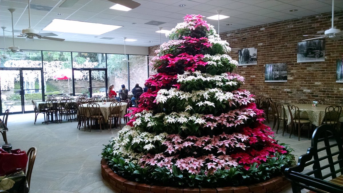 Bellingrath Gardens On Twitter The Poinsettia Tree Is Up In The