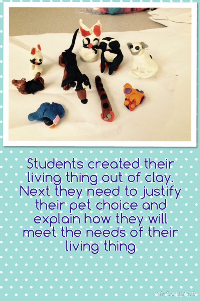 MrsPellicori's tweet image. Grade 1s are showing what they know about living things. #finaltask#criticalthinking #handsonlearning#gr1fun