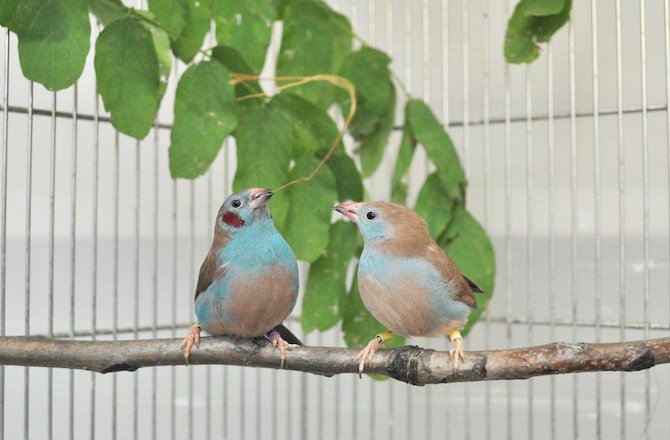 RooseveltSTEAM's tweet photo. Songbirds Speed Tap Dance : Discovery News https://t.co/44D2lrzRKp https://t.co/nsJPkmt9aR
