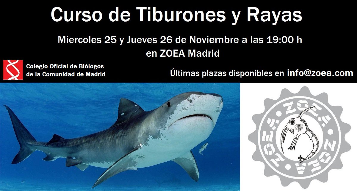 Comienza nuestro "Curso de Tiburones y Rayas" impartido por Biólogos Marinos, coste total de 100€