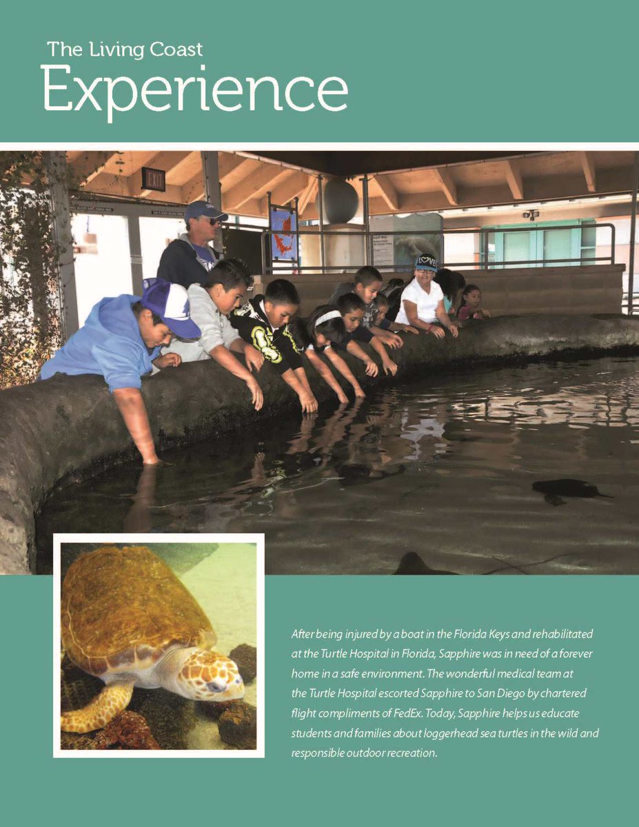 SapphiredUp's tweet photo. Guess who's featured in the Living Coast's Annual Report? This turtle! Read it at: https://t.co/ukCrQdLEQr https://t.co/pKucgrGuUg