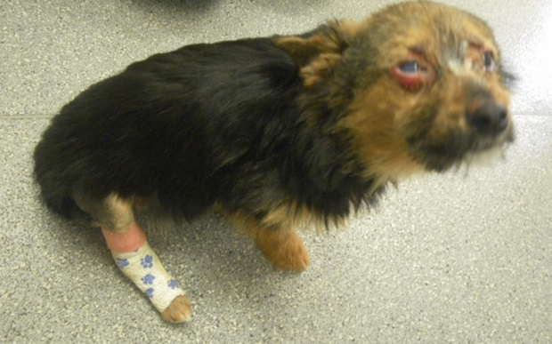 Telegraph's tweet photo. Teenage gang set dog on fire, broke his neck and fed him drugs https://t.co/to45PoYreH https://t.co/ptvftc3qVU