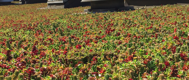 Greensulate's tweet photo. Have you seen our #BalletTech #Greenroof? home to @ABTBallet in #NYC https://t.co/NtAR95CrRF https://t.co/EJLaQLdjhb