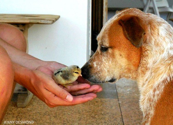 OneGreenPlanet's tweet photo. This Pup Was Deemed "Unadoptable" Now She's a Foster Mom to Other NeedY Animals https://t.co/JeOQEOZO53 https://t.co/fY21PJPNmN