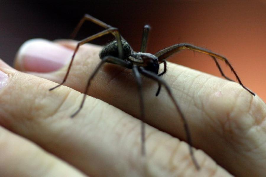 welt's tweet photo. Achtbeiner-Invasion: Huch, eine riesige Spinne krabbelt durch die Wohnung! https://t.co/Ubbd5zm2z3 https://t.co/yAQXgHDoLC