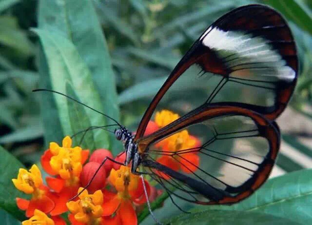 IMGPwang's tweet photo. This is one of the beautiful creatures from God❤️❤️❤️.
 #ICHSGSPbio2 https://t.co/8V8eWwRFiX