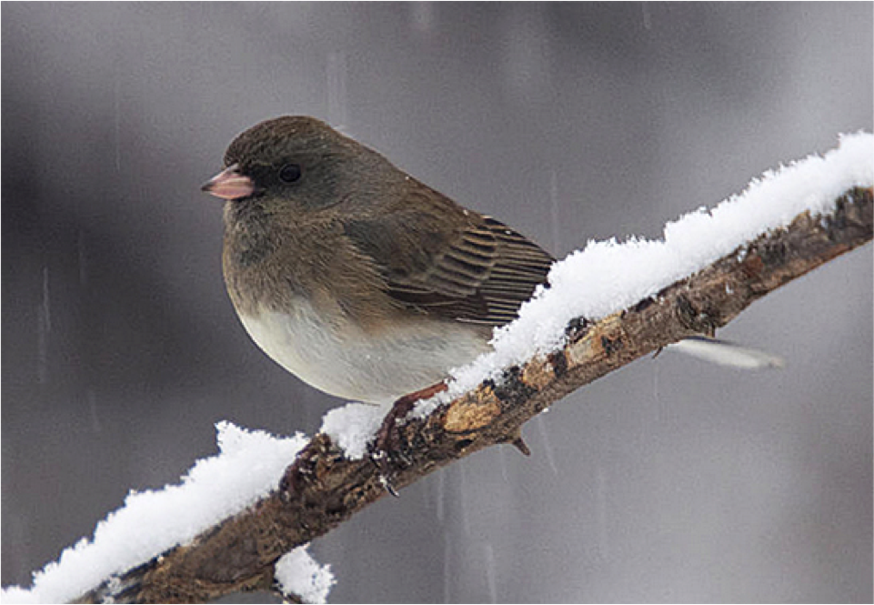 PenningtonBirds's tweet photo. Birds puff up their down feathers in winter to insulate themselves and stay warmer longer. https://t.co/EFnKce6NqE https://t.co/Lc4375POn5