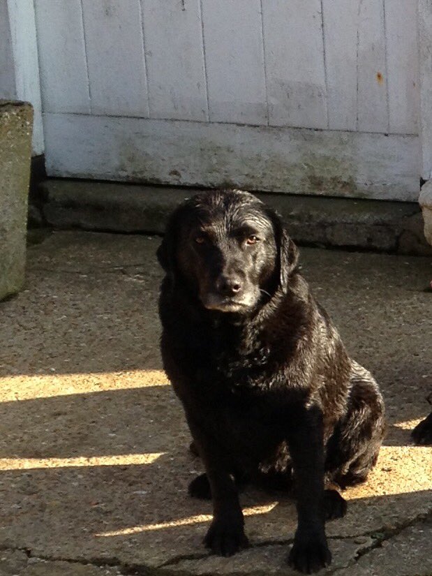 higbee_penny's tweet photo. RIP Gemma https://t.co/OZPTmlaRZ3