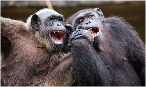 Buenas noticias para los chimpancés ow.ly/V1y8E