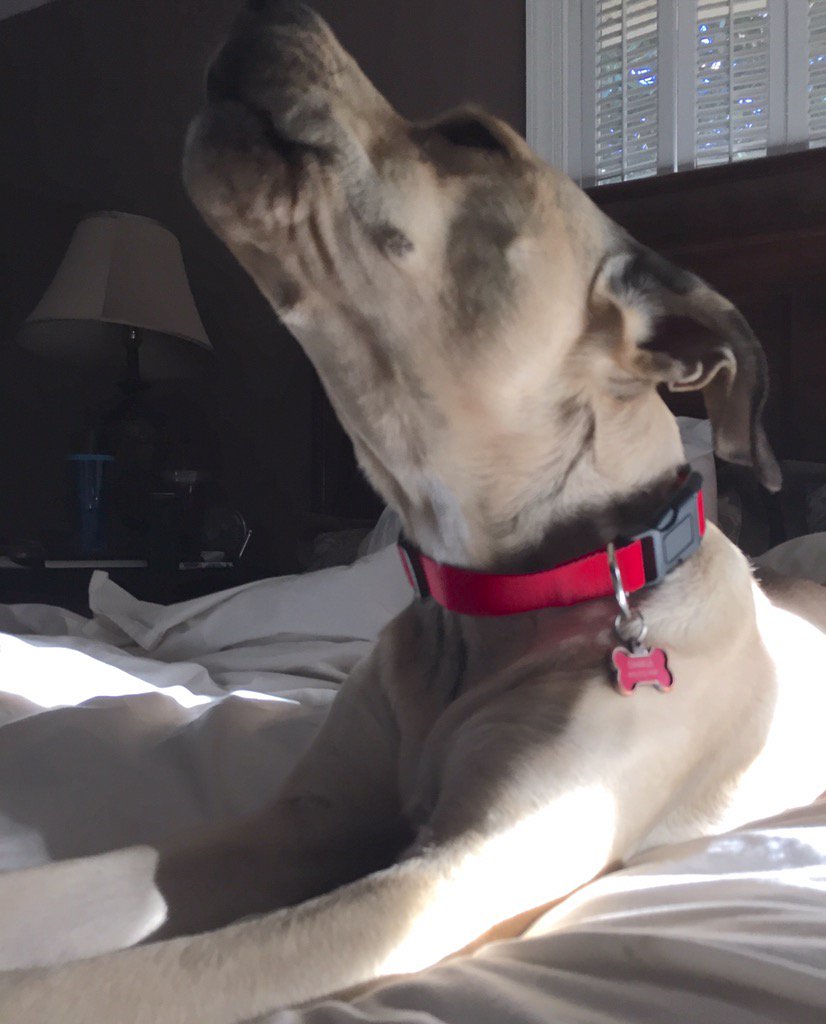 DavidSchober's tweet photo. #charliethedog https://t.co/dur8KPAsDN