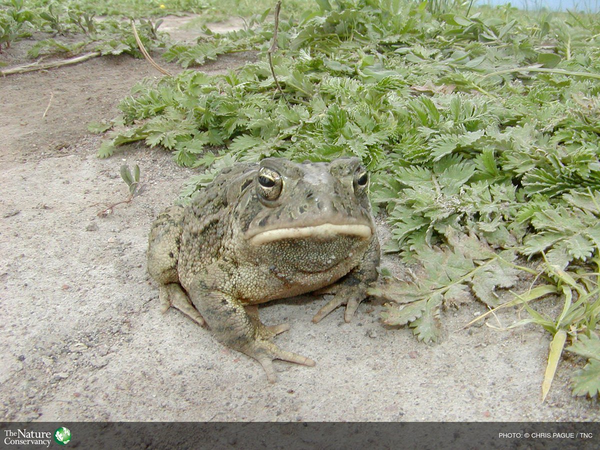 The Nature Conservancy tweet media