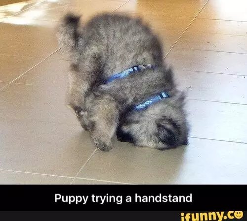 anox_prime's tweet photo. Puppy trying a handstand #iFunny https://t.co/yuAVGa0uHK https://t.co/7tBXaiPK1N