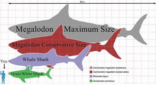 paytondoug's tweet photo. Next time you go swimming, keep your eye out for Megladon #MegladonIsReal https://t.co/bmLnzF8ozb