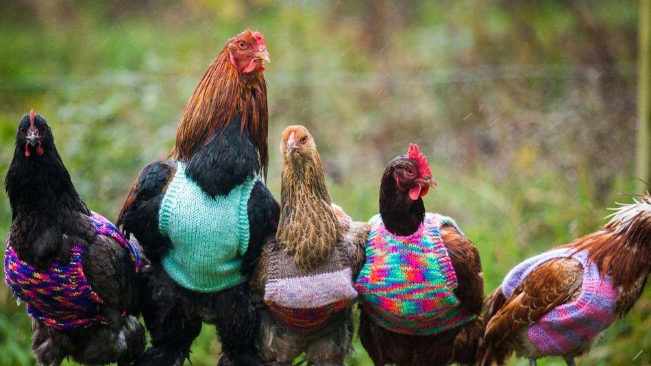 IdaSales15's tweet photo. Check out these cool #chickens!These nifty sweaters are designed to keep the chickens warm during the winter #trusus https://t.co/xKBf2ZfkDL