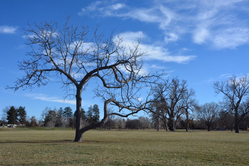 RoseKellyPics's tweet image. #Cooltree #photography #Denver #CityParkDenver