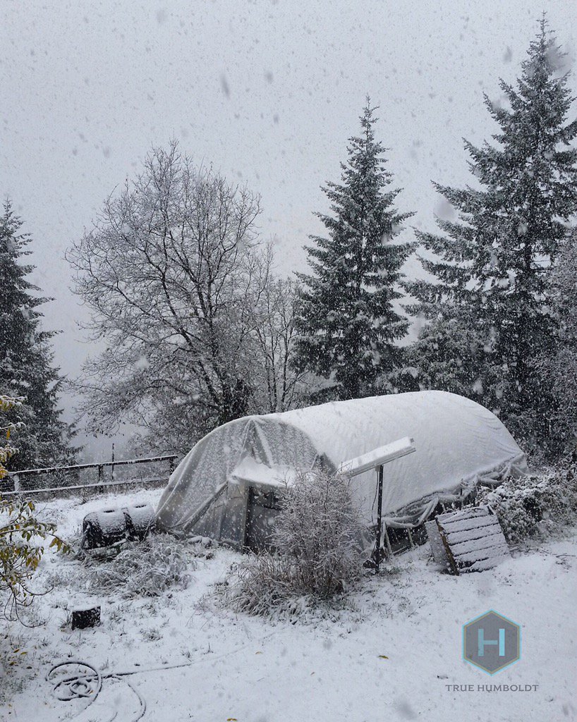 TrueHumboldt's tweet photo. Winter is coming... #truehumboldt #fallharvest #humboldtharvest #sungrown #humboldt #california #dispensary https://t.co/APCUmm4xIk