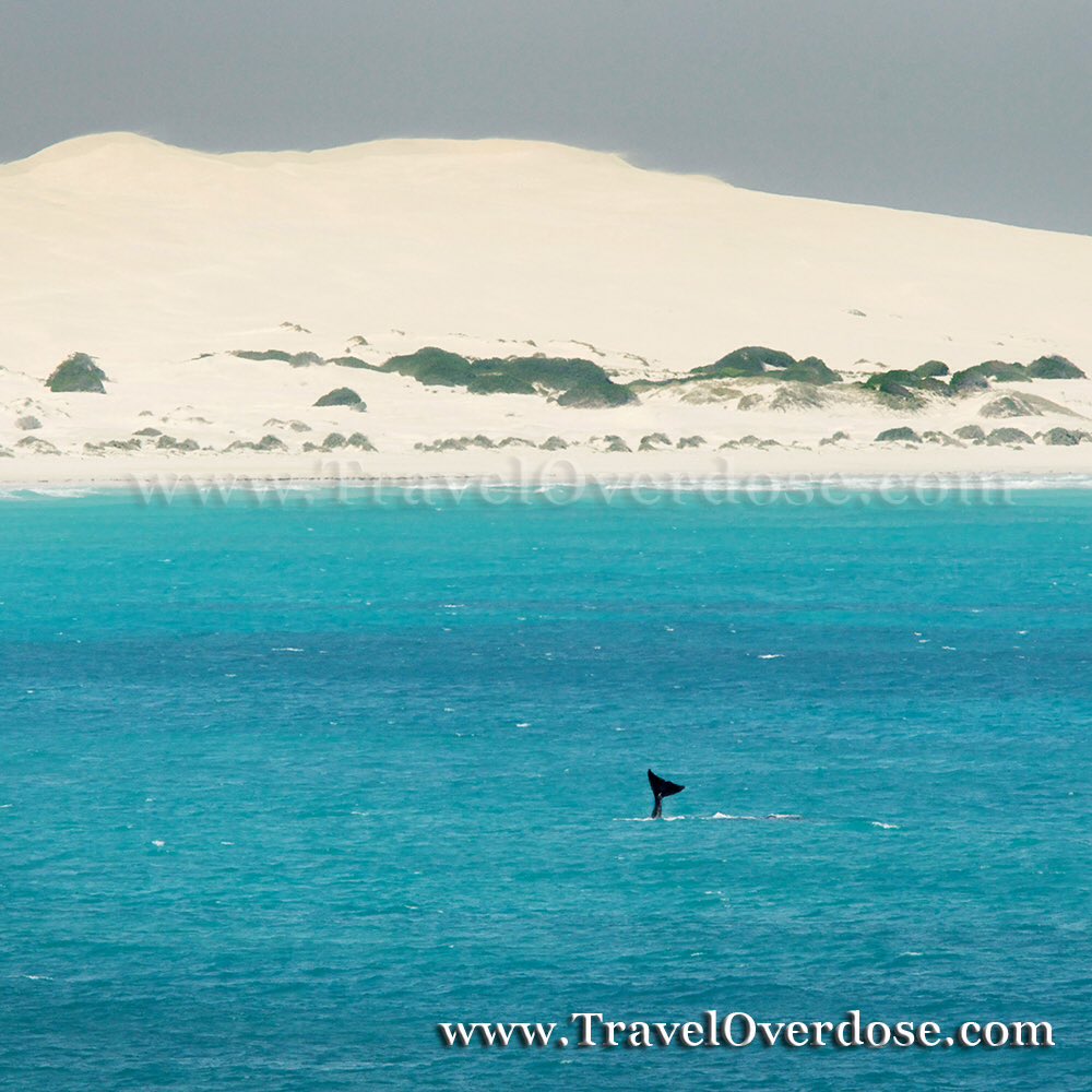 Wild country. Whale Tail slap at Head of Bight, #South Australia. #nullarbor #australia #seeaustralia #ttot